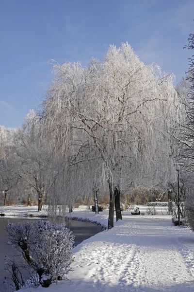 在冬天柳树树、 降低萨克森，德国，欧洲 — 图库照片