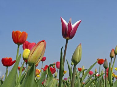 Bahar, Almanya, Avrupa'nın karışık Lale