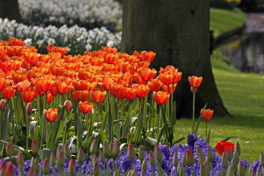 Park in the Netherlands with red tulips in spring, Holland, Europe clipart