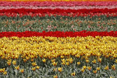 Tulip field in Lisse, Netherlands clipart