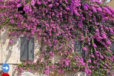 Sirmione, Begonvil glabra ile şehrin eski kısmı evde