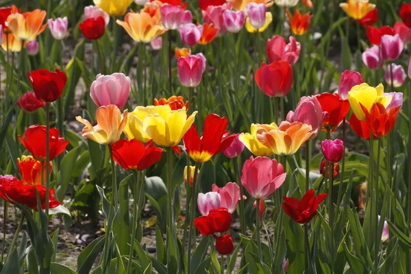 Campo de tulipa na primavera, Baixa Saxônia, Alemanha, Europa — Fotografia de Stock