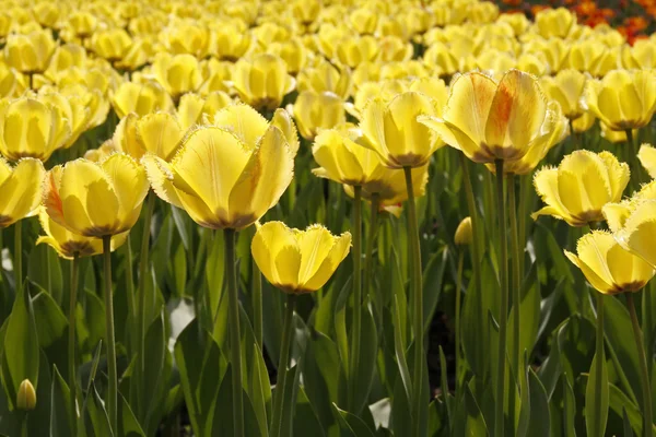 Tulipanes amarillos de Holanda, Europa — Foto de Stock