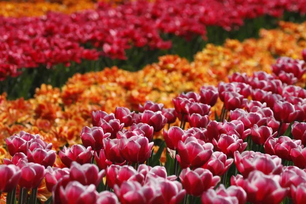 Tulipa ντεμπιτάντ, τουλίπα θρίαμβο στη δεξιά πλευρά στις Κάτω χώρες, europ — Φωτογραφία Αρχείου
