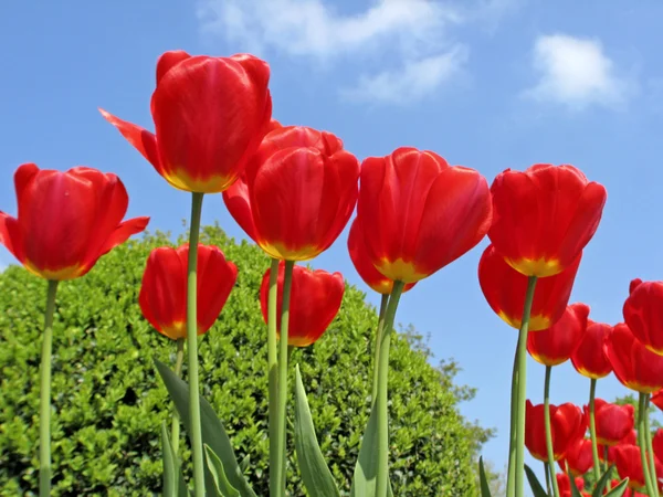 Tulipa 'bahar şarkısı', darwin-hybrid-Lale — Stok fotoğraf
