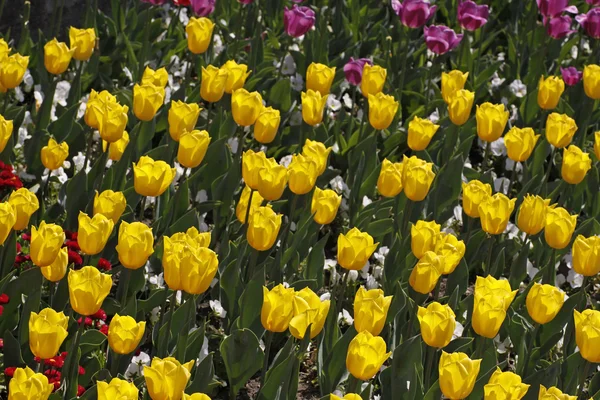 Tulip sort Voo amarelo na primavera, Holanda, Europa — Fotografia de Stock