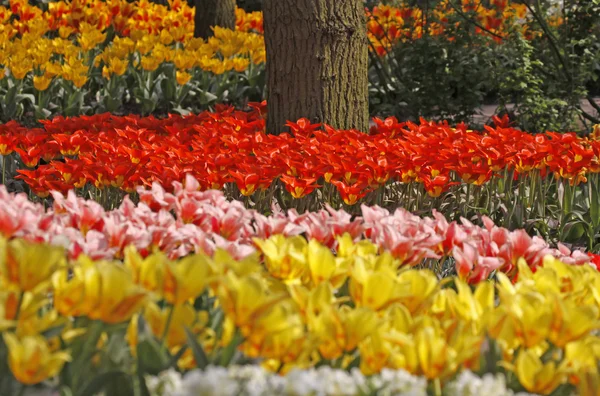 Тюльпаны весной в Нидерландах, Европа — стоковое фото