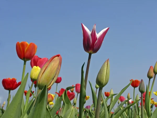 Tulipanes mixtos en primavera, Alemania, Europa — Foto de Stock