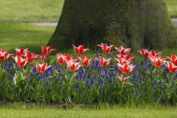 TTulipas com jacintos na primavera, Holanda, Europa — Fotografia de Stock