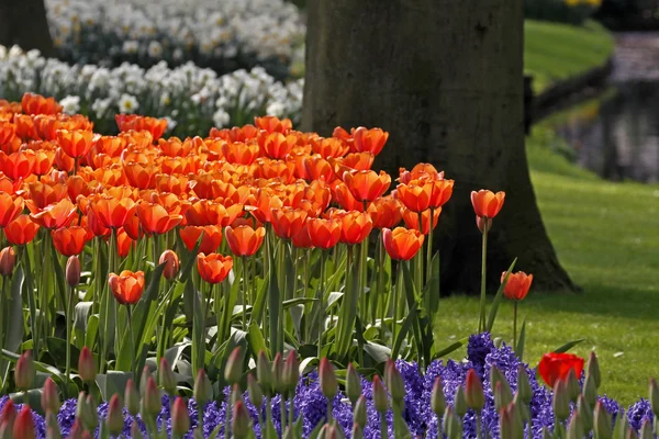 Parco nei Paesi Bassi con tulipani rossi in primavera, Olanda, Europa — Foto Stock