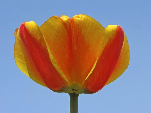 Closeup of a Tulip flower with a blue sky — Stock Photo, Image