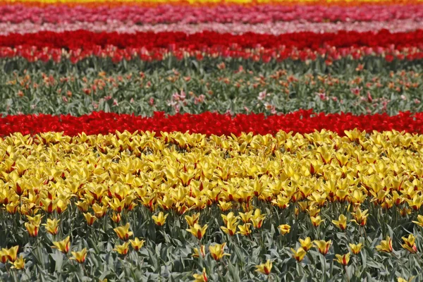 Campo de tulipanes en Lisse, Países Bajos — Foto de Stock