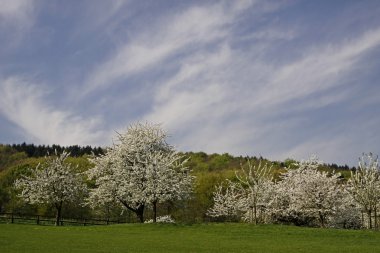 Baharda kiraz ağaçları, Hagen, Aşağı Saksonya, Almanya, Avrupa