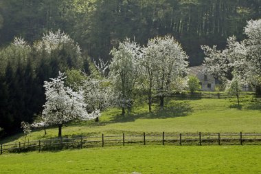 kiraz ağaçlarında Bahar, hagen, Aşağı Saksonya, Almanya