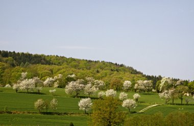 kiraz ağaçlarında Bahar, hagen, Aşağı Saksonya, Almanya