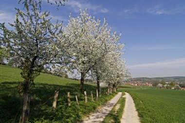 patika ile kiraz ağaçlarında hagen, Aşağı Saksonya, Almanya