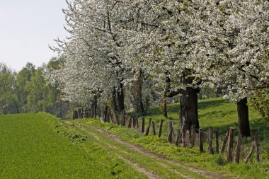 patika ile kiraz ağaçlarında hagen, Aşağı Saksonya, Almanya