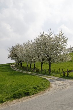 Footpath with cherry trees in Hagen, Lower Saxony, Germany clipart
