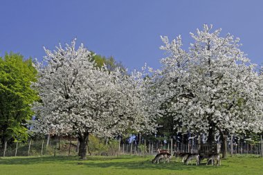 kiraz ağaçlarında Bahar, hagen, Aşağı Saksonya, Almanya