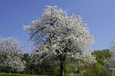 kiraz çiçeği, holperdorp, Almanya