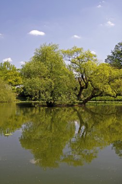 Pond landscape with willows in spring, North Rhine-Westphalia, Germany clipart