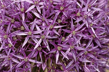 Allium, pembe pırasa bloom Bahar, Almanya