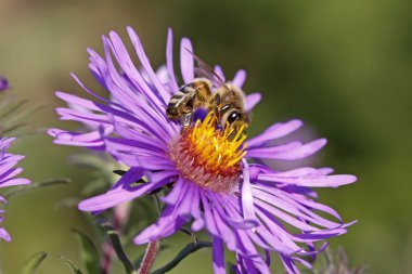 Bal arısı New England Aster (Aster novae-angliae üzerinde)