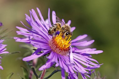 Honey bee on New England Aster (Aster novae-angliae) clipart