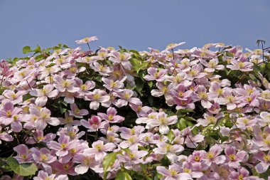 akasma montana, clematis hibrid