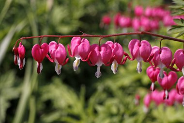 Bleeding heart with pink hearts, Dicentra spectabilis clipart