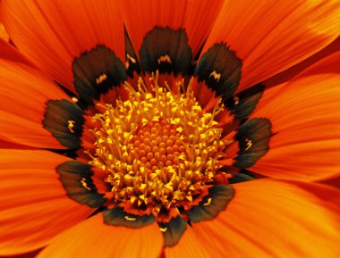 gazania melez yaz, Almanya