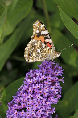 Painted lady kelebeği (vanessa cardui) buddleja davidii, mor İmparator