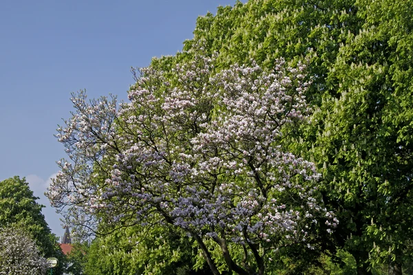 Magnolia tree, Baixa Saxónia, Alemanha — Fotografia de Stock