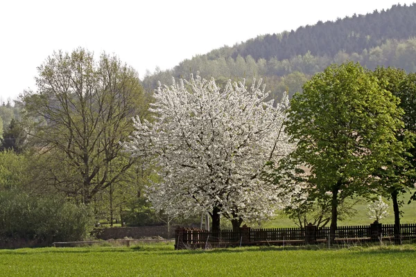 Körsbärsblommor i hagen, Niedersachsen, Tyskland — Stockfoto