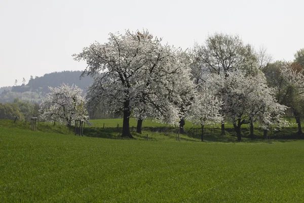 Fält med körsbärsträd på våren, Tyskland — Stockfoto