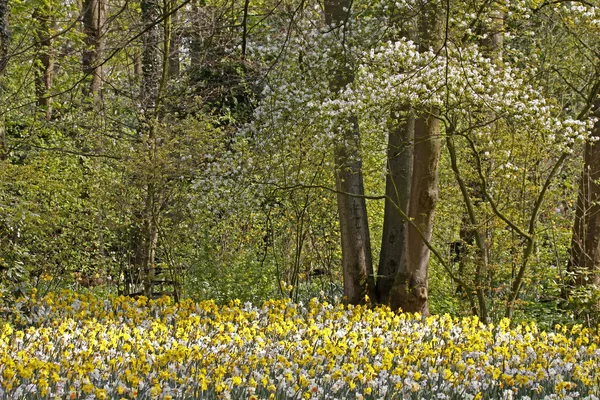 Blommande träd med daffodills på våren, Nederländerna — Stockfoto