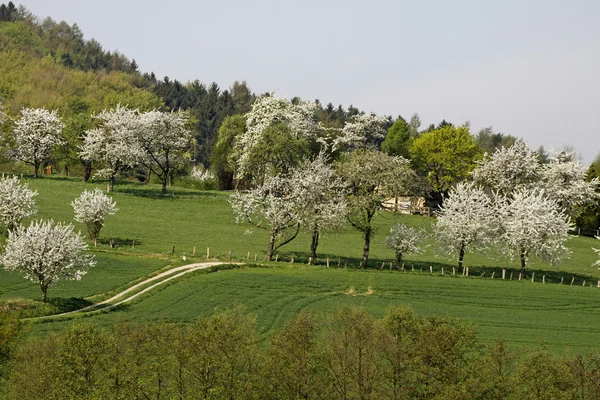 Cherry trees in spring, Hagen, Lower Saxony, Germany — Stock Photo, Image