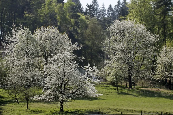 Kirschbäume im Frühling, Niedersachsen, Deutschland — Stockfoto