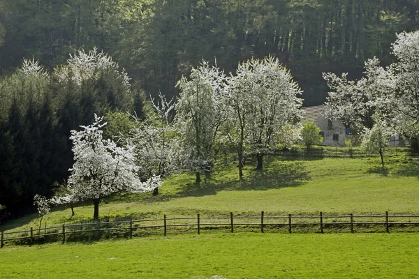 Cherry bomen in het voorjaar, hagen, Nedersaksen, Duitsland — Stockfoto