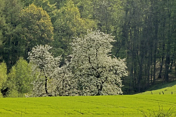 हेजेन, लोअर सॅक्सोनी, जर्मनी मध्ये वसंत ऋतु लँडस्केप — स्टॉक फोटो, इमेज