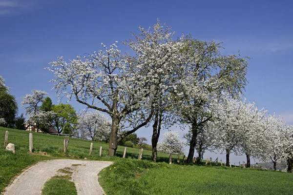 Footpath with cherry trees in Hagen, Lower Saxony, Germany — Stock Photo, Image
