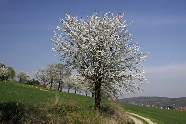 Тропа с вишневыми деревьями в Хагене, Нижняя Саксония, Германия — стоковое фото