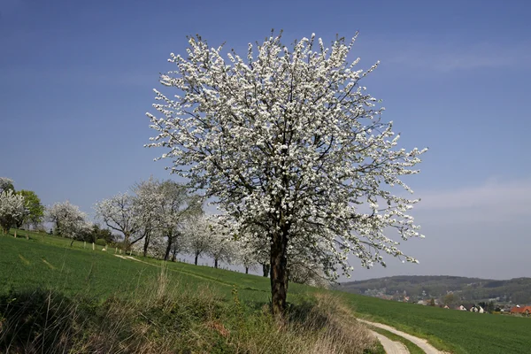 Voetpad met cherry bomen in hagen, Nedersaksen, Duitsland — Stockfoto