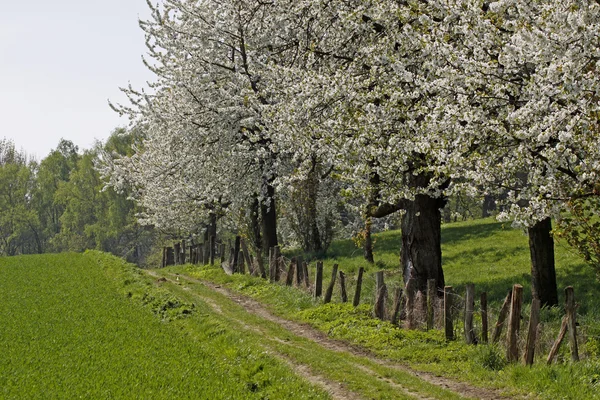 Footpath with cherry trees in Hagen, Lower Saxony, Germany — Stock Photo, Image