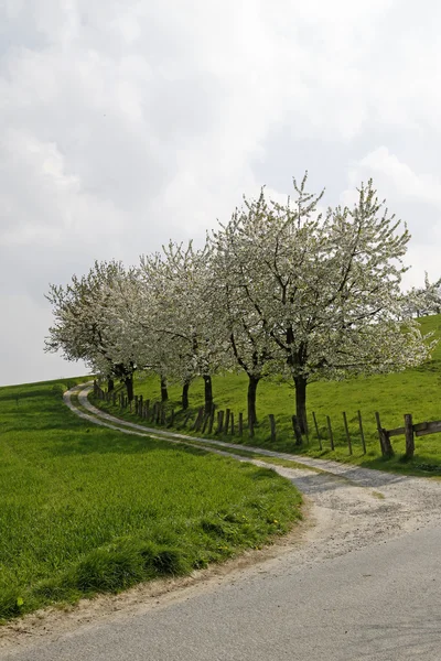 Voetpad met cherry bomen in hagen, Nedersaksen, Duitsland — Stockfoto