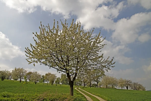 Sendero con cerezos en Hagen, Alemania —  Fotos de Stock