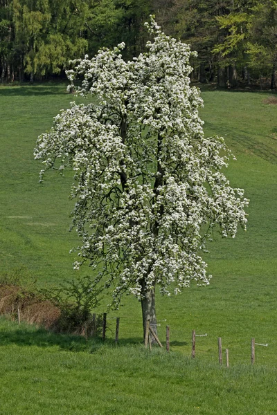 Pear tree in spring, Lower Saxony, Germany, Europe — Stock Photo, Image