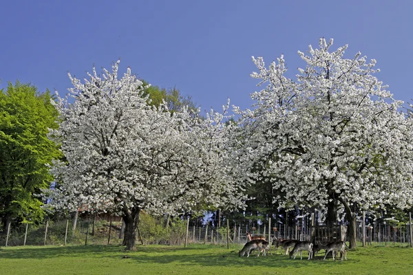 Вишни весной, Хаген, Нижняя Саксония, Германия — стоковое фото