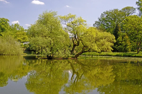 Tó táj willows tavasszal, Észak-Rajna-Vesztfália, Németország — Stock Fotó