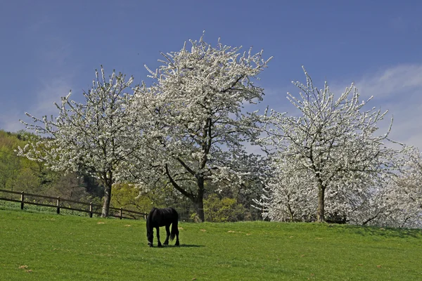 Frühlingslandschaft mit Kirschbäumen und Pferd, Deutschland — Stockfoto